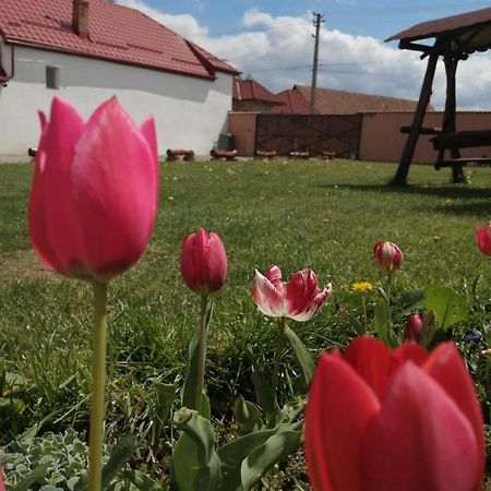 Casa Suzy & Roxy Daire Arpasu de Jos Dış mekan fotoğraf
